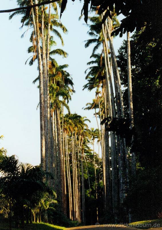 Botanischer Garten 10 